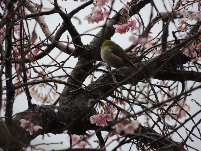 長野県　コーラス、音楽、撮影合宿