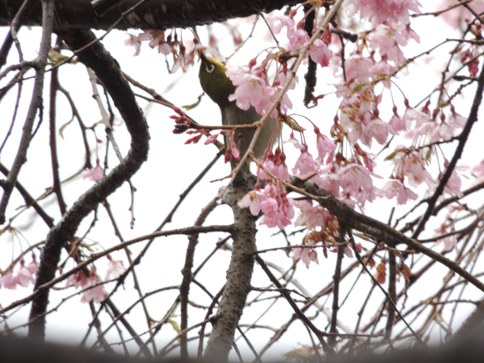 長野県　コーラス、音楽、撮影合宿