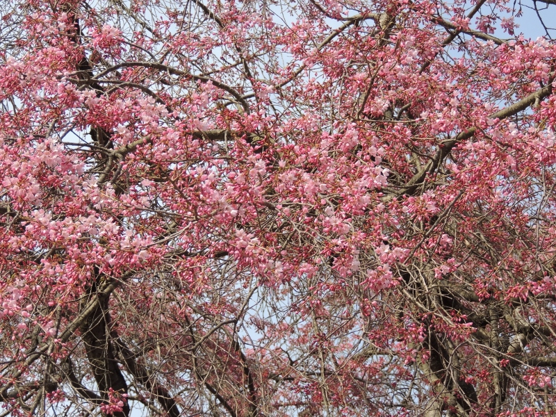 番所の桜一部開花