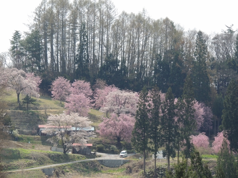 番所の桜遠景